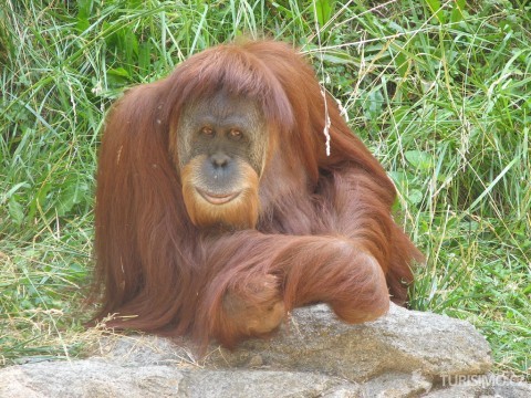 orangutan, autor: itshears